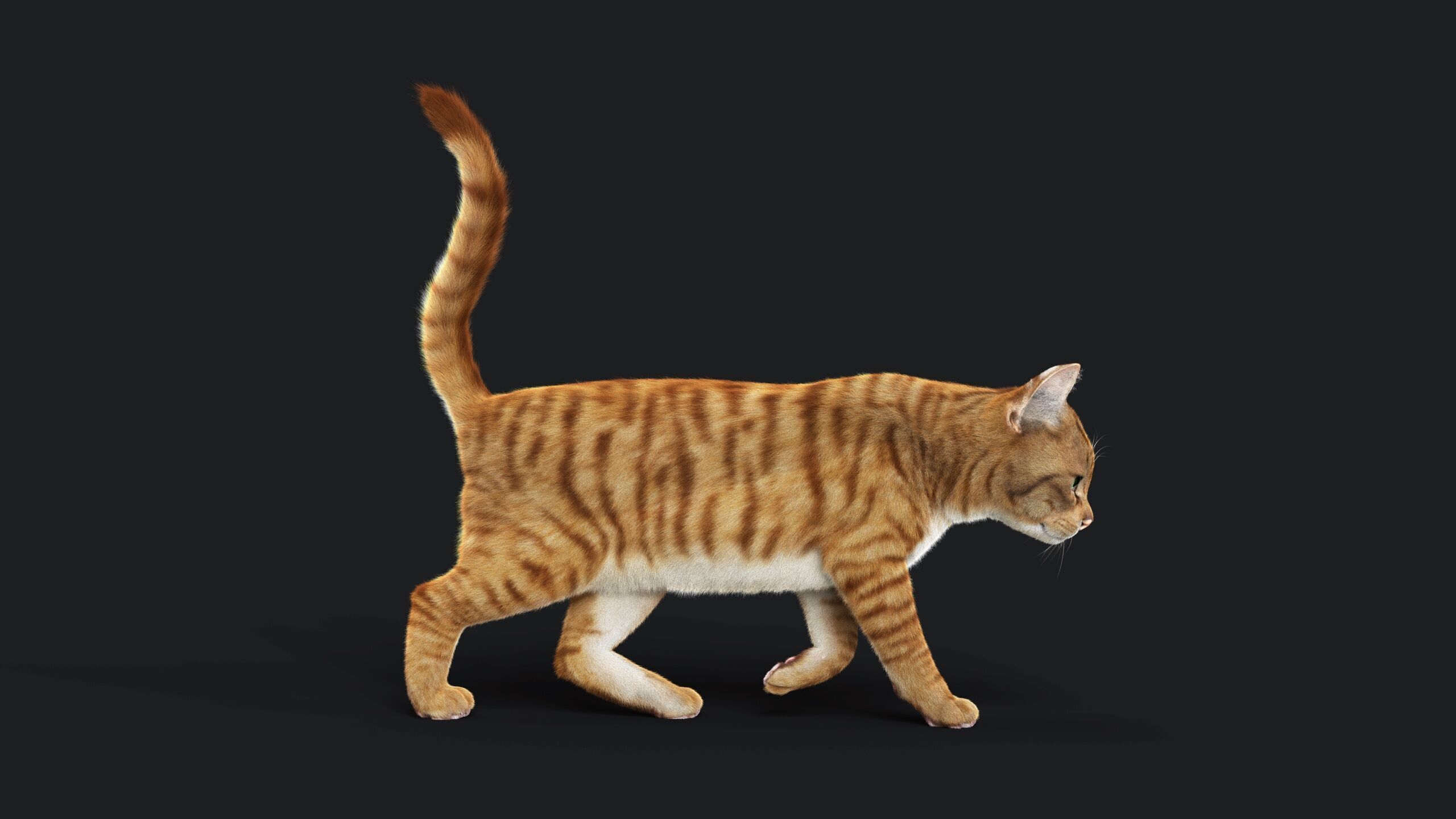 Cat Orange Tabby RIG  YETI version 3D model_10