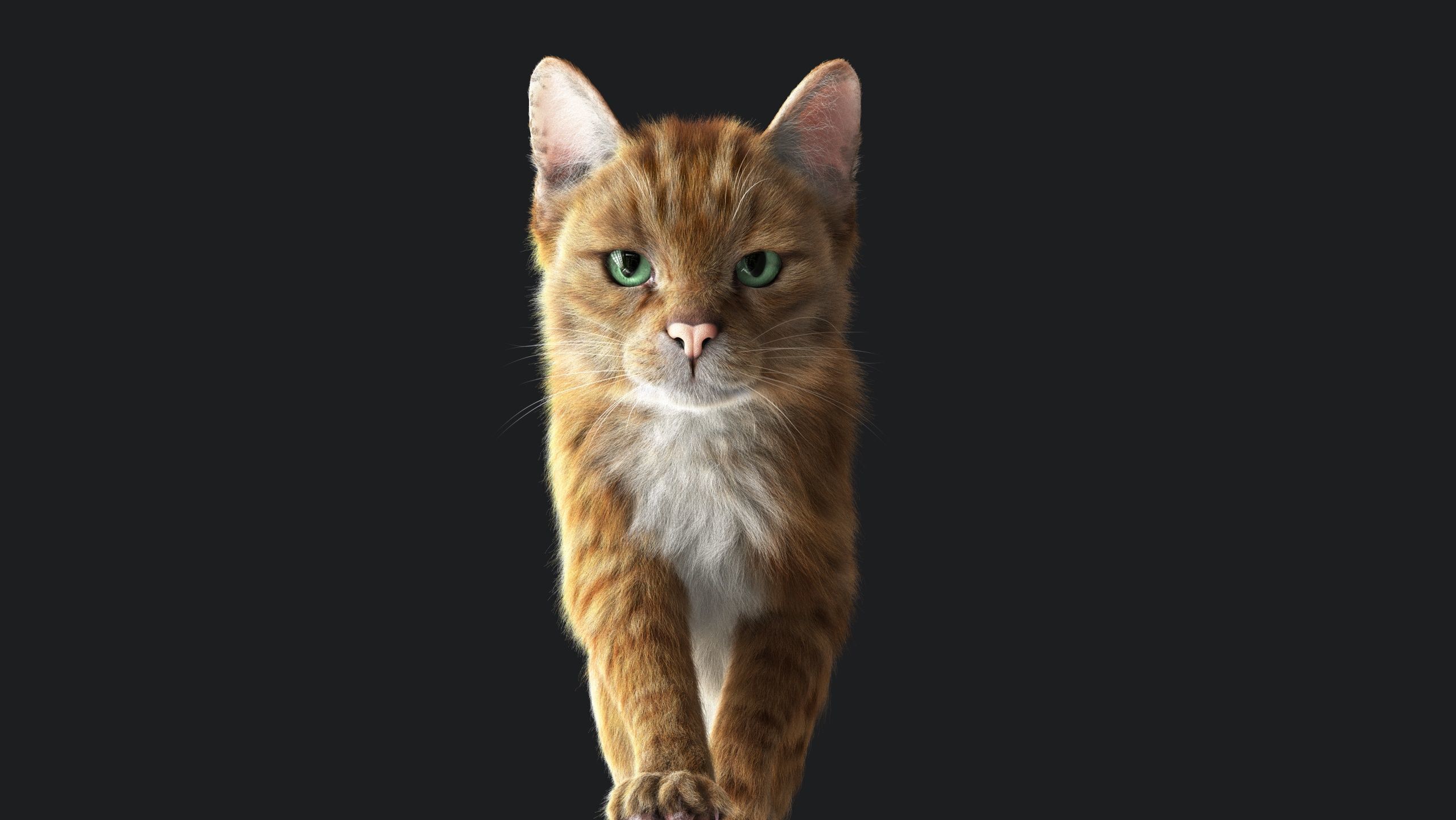 Cat Orange Tabby RIG  YETI version 3D model_17