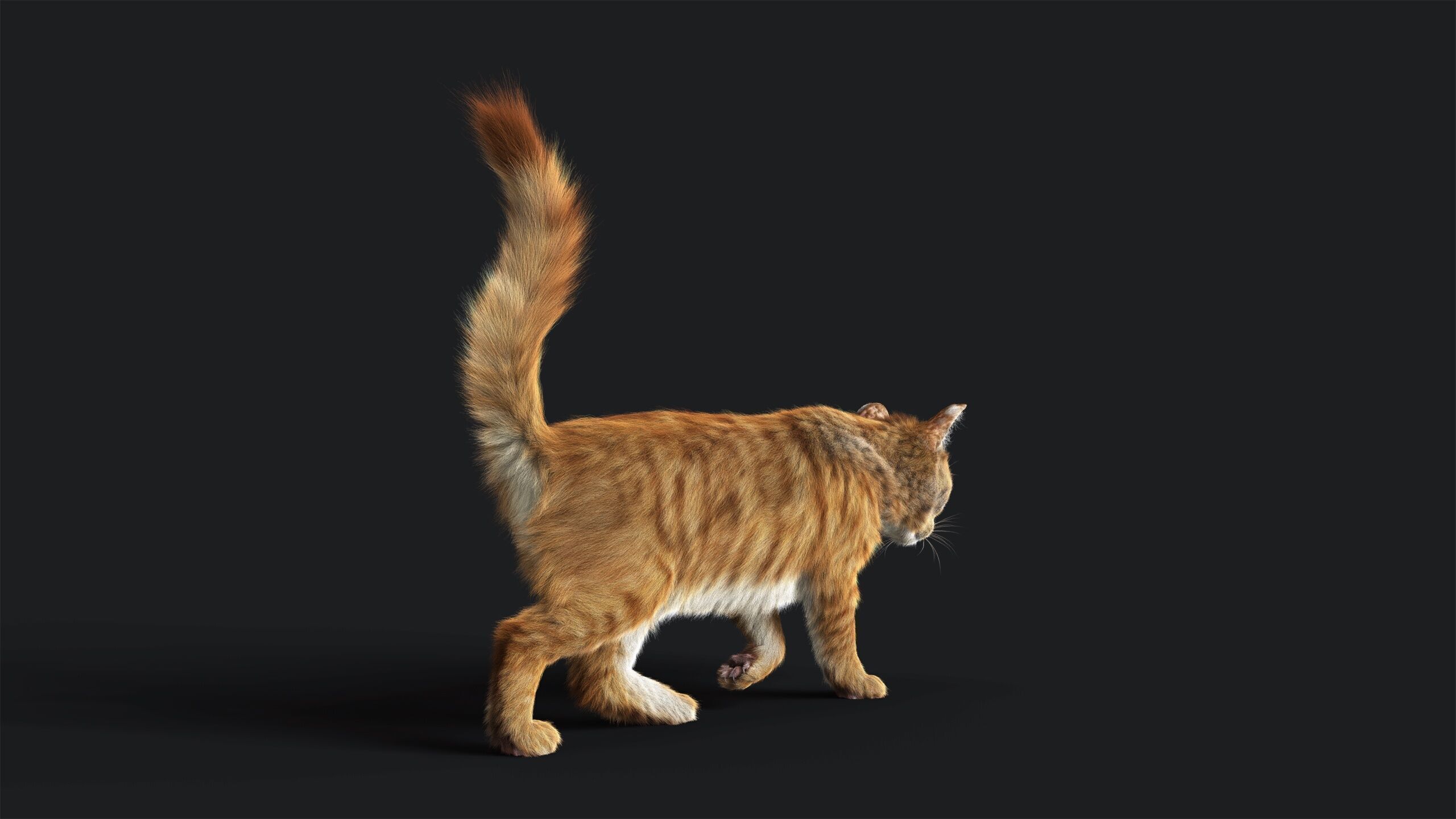 Cat Orange Tabby RIG  YETI version 3D model_13