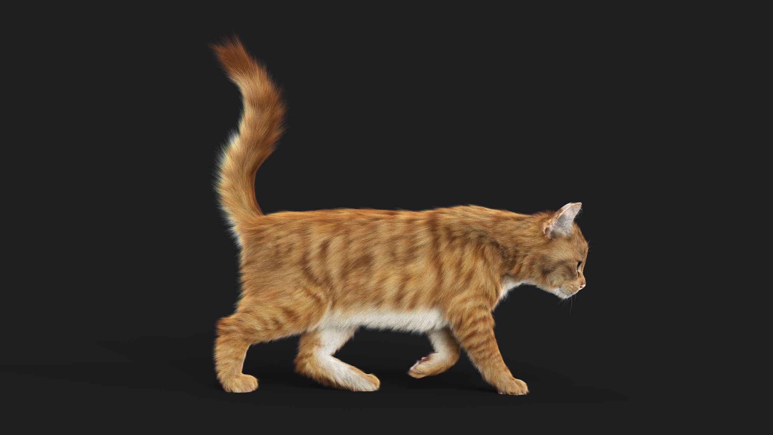 Cat Orange Tabby RIG  YETI version 3D model_11