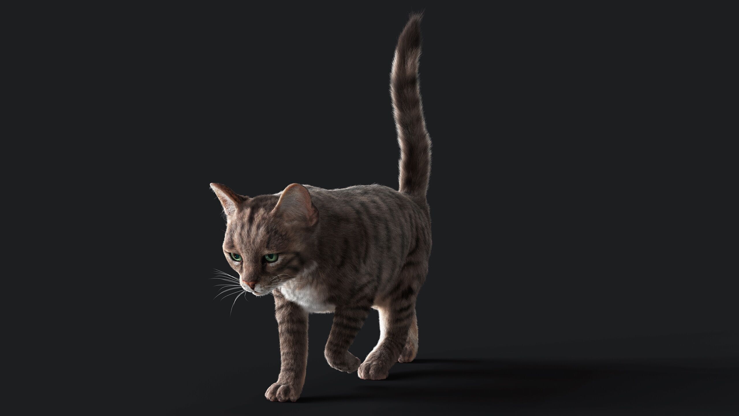 Cat Grey Tabby RIG  YETI version 3D model_15