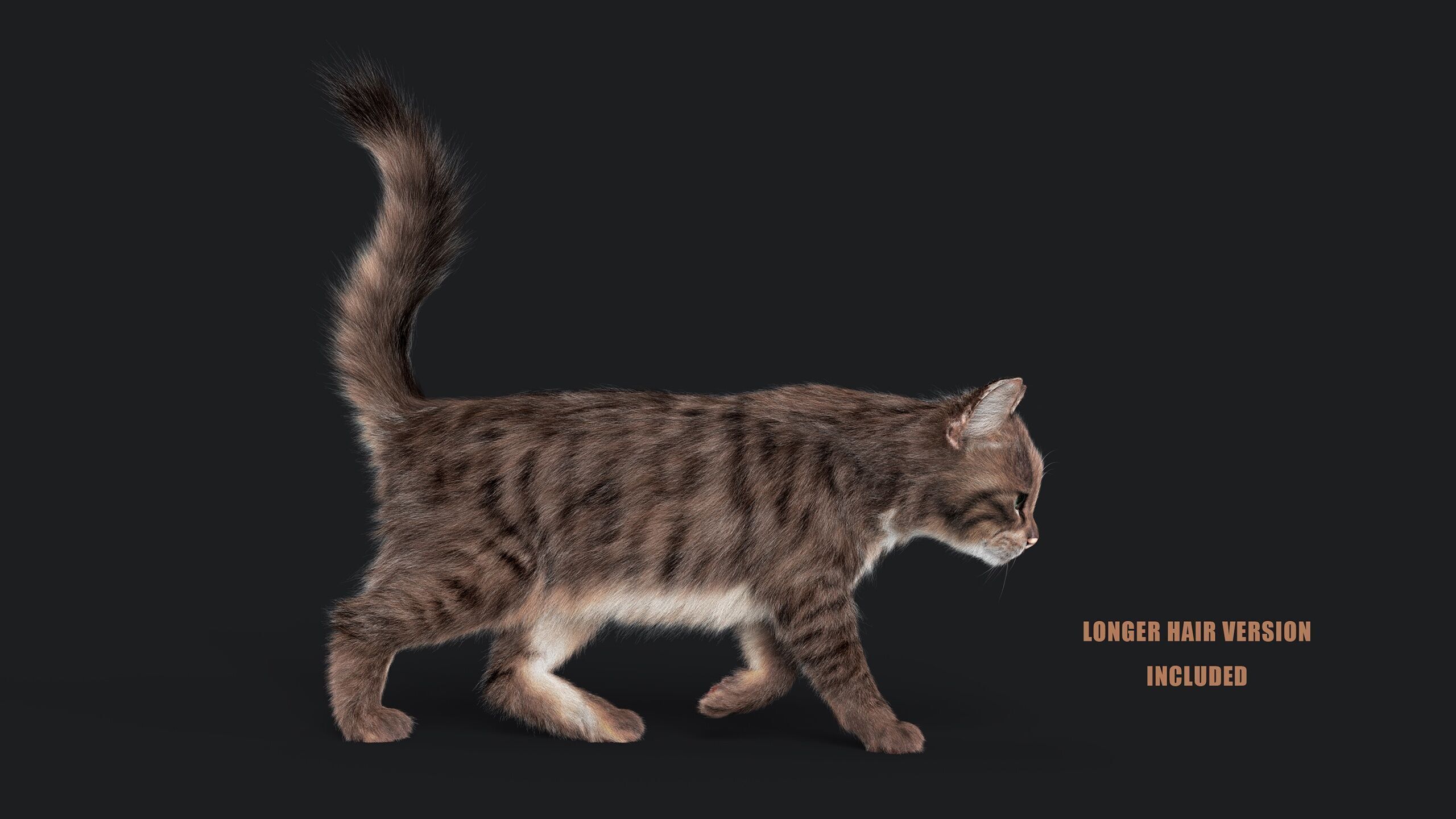 Cat Grey Tabby RIG  YETI version 3D model_12