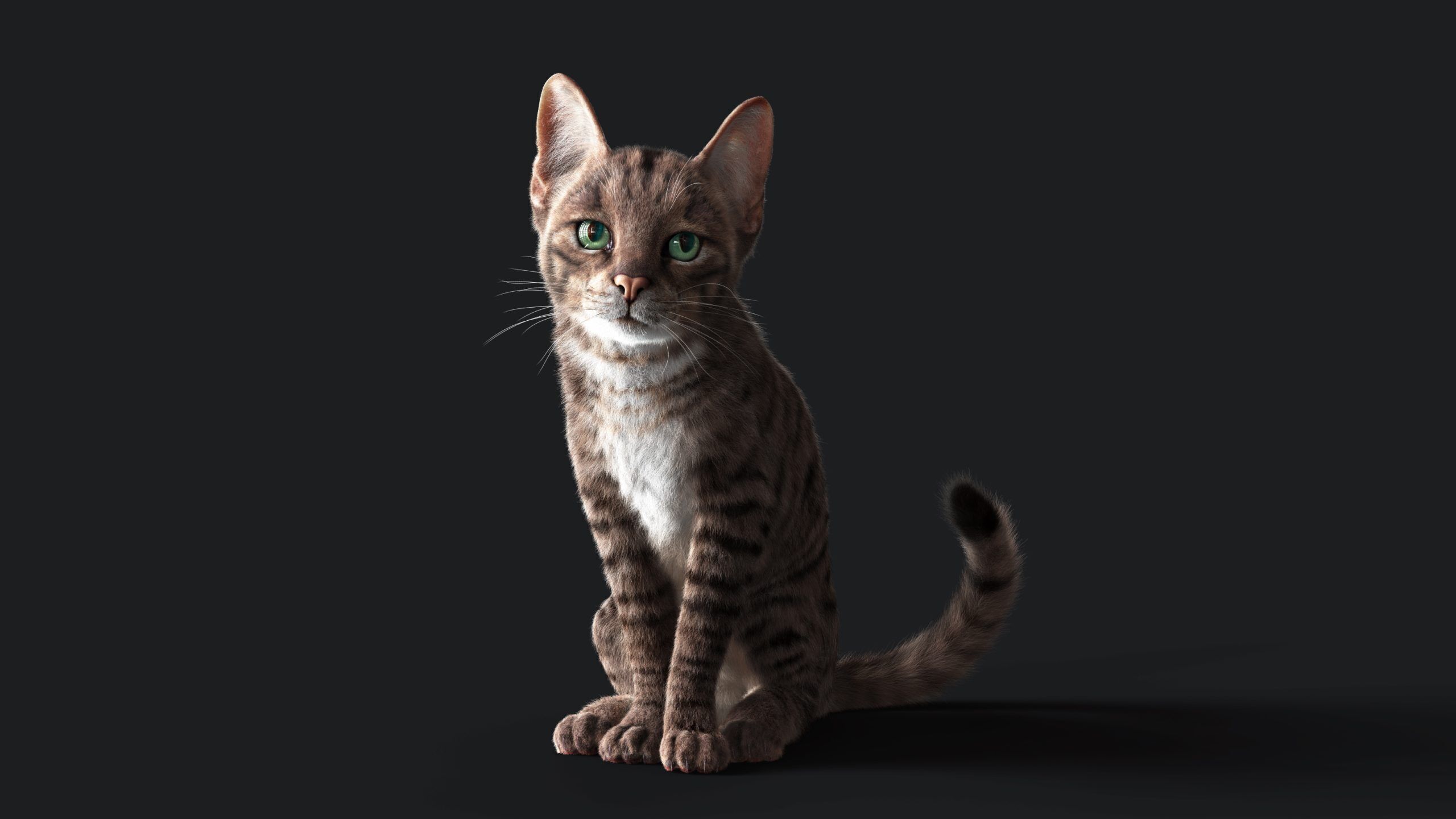 Cat Grey Tabby RIG  YETI version 3D model_5