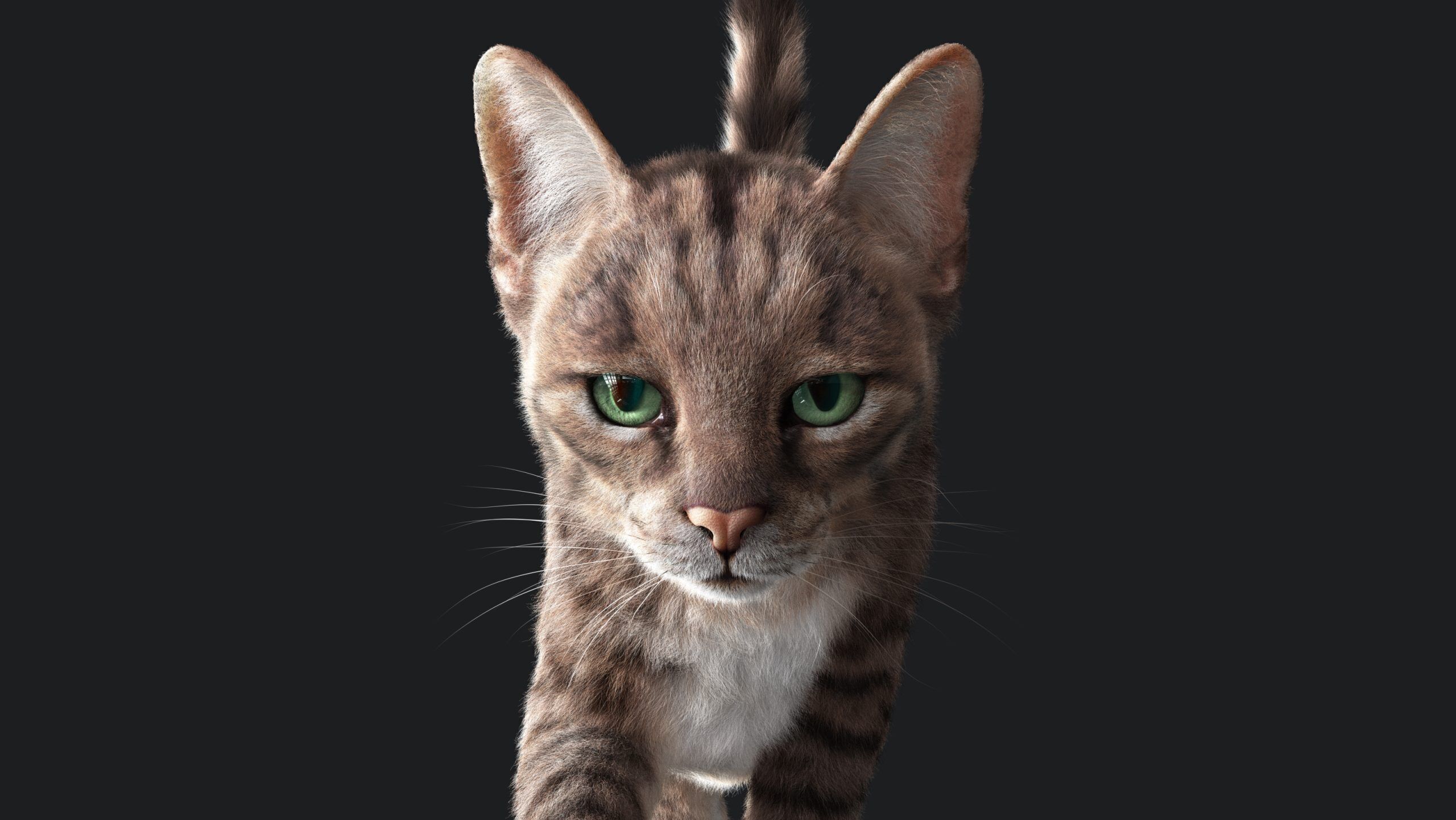 Cat Grey Tabby RIG  YETI version 3D model_11