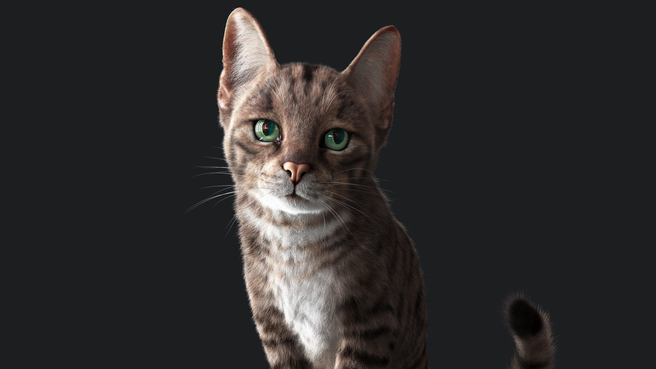 Cat Grey Tabby RIG  YETI version 3D model_9