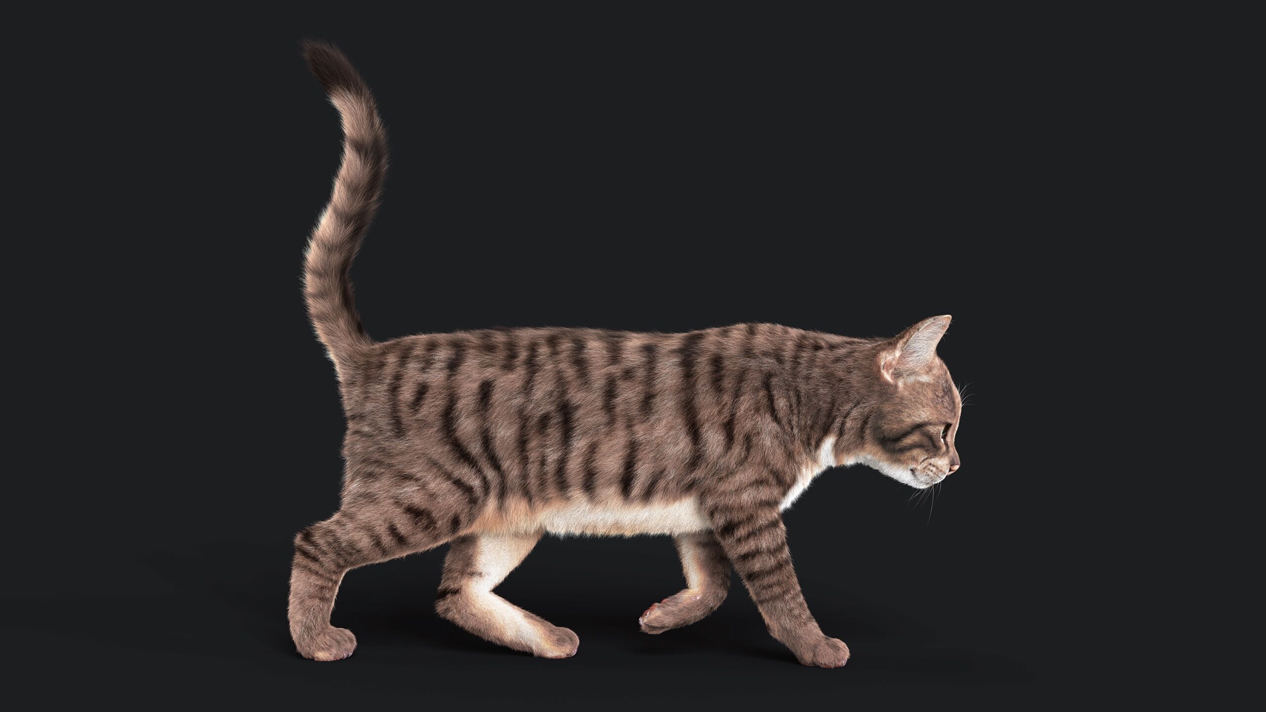 Cat Grey Tabby RIG  YETI version 3D model_13