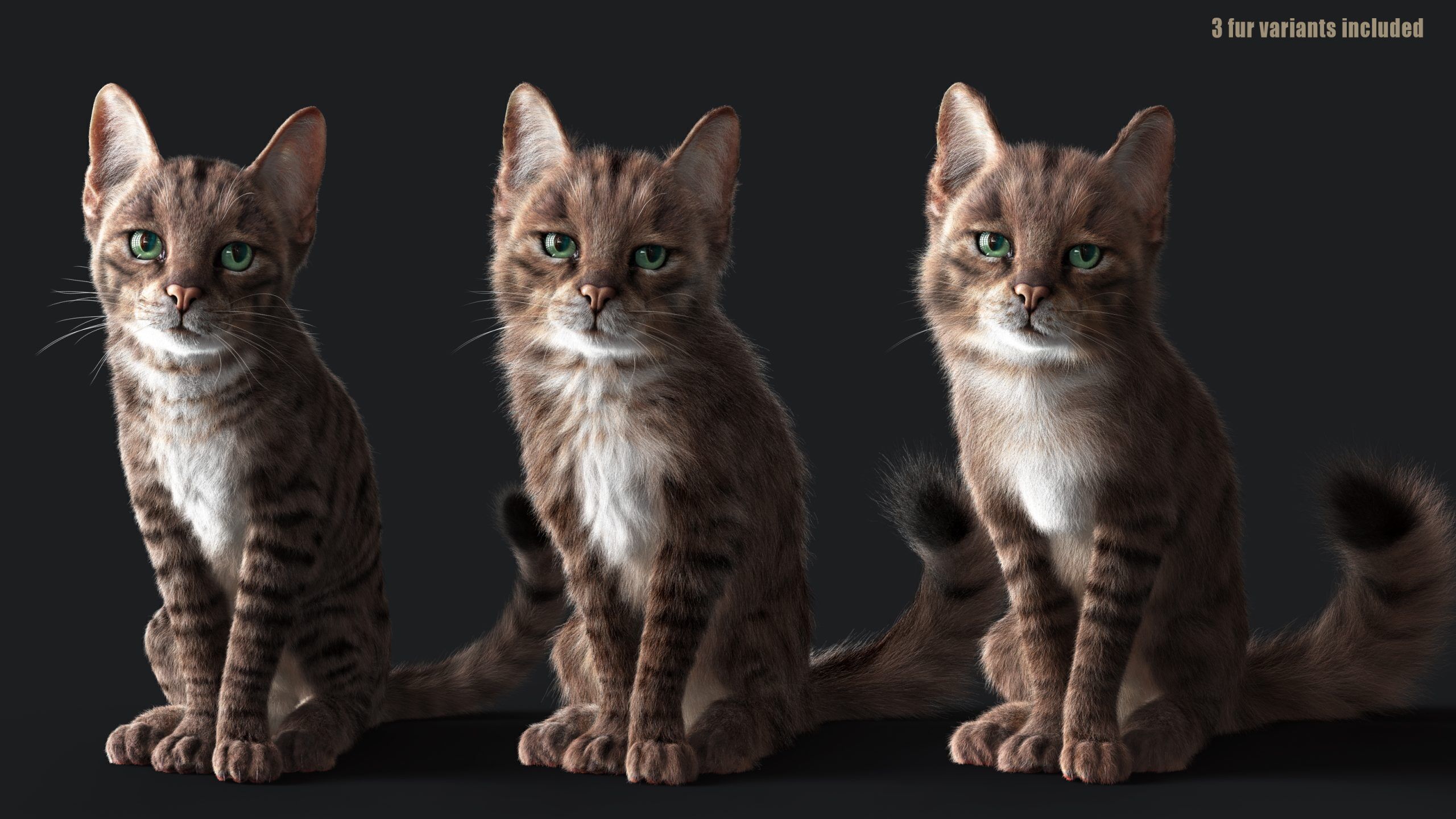 Cat Grey Tabby RIG  YETI version 3D model_8