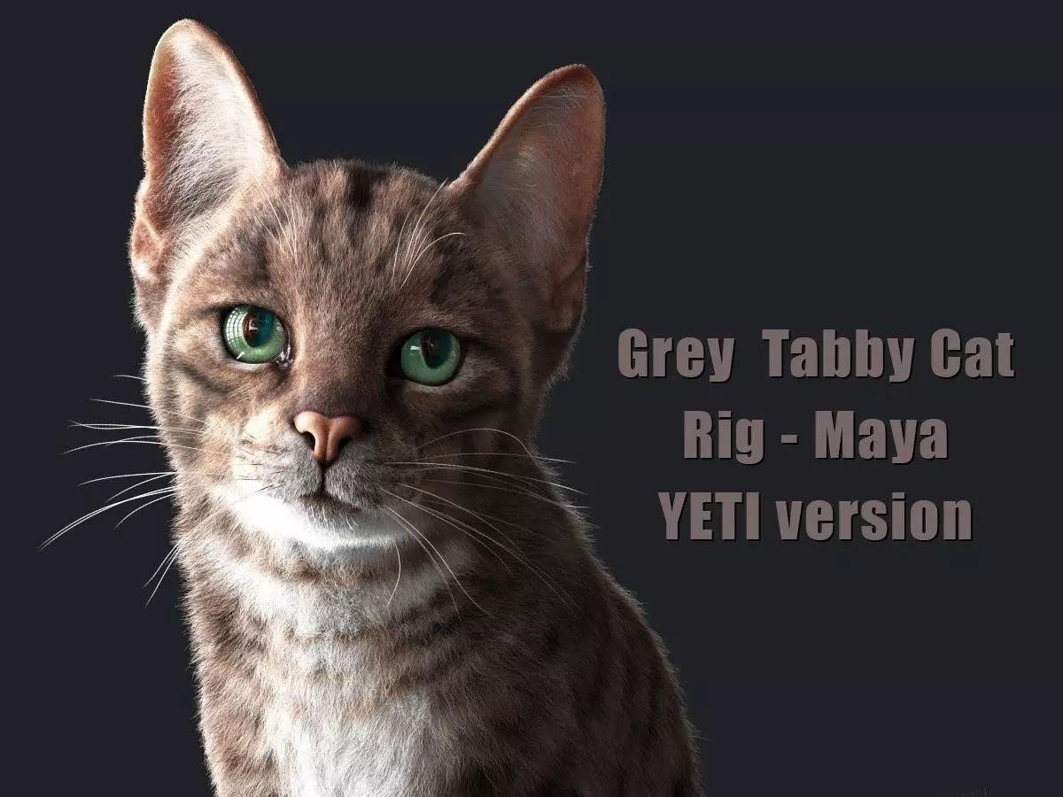 Cat Grey Tabby RIG  YETI version 3D model_0