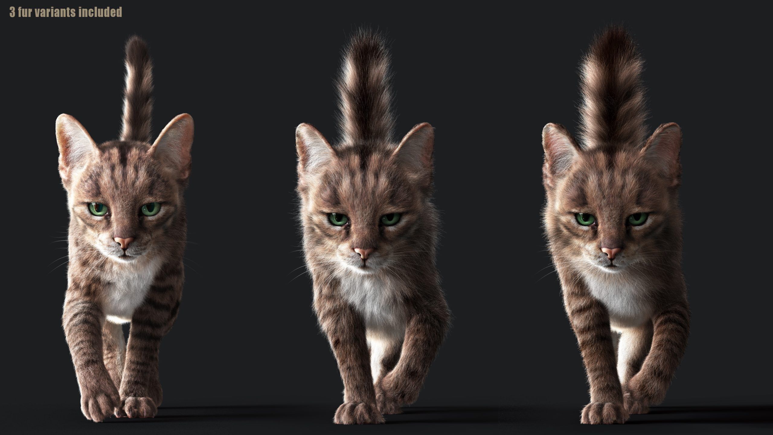 Cat Grey Tabby RIG  YETI version 3D model_4