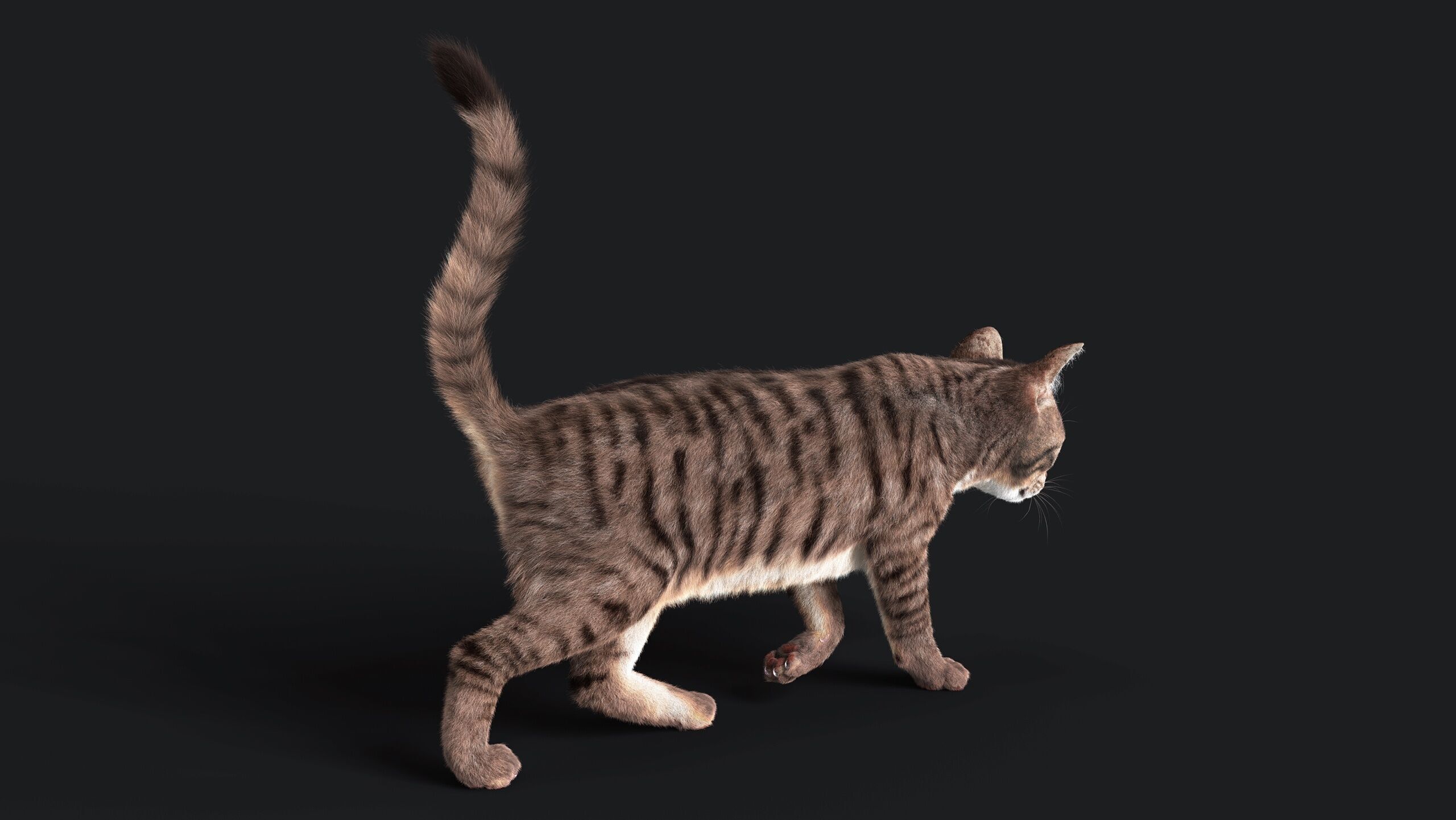Cat Grey Tabby RIG  YETI version 3D model_14
