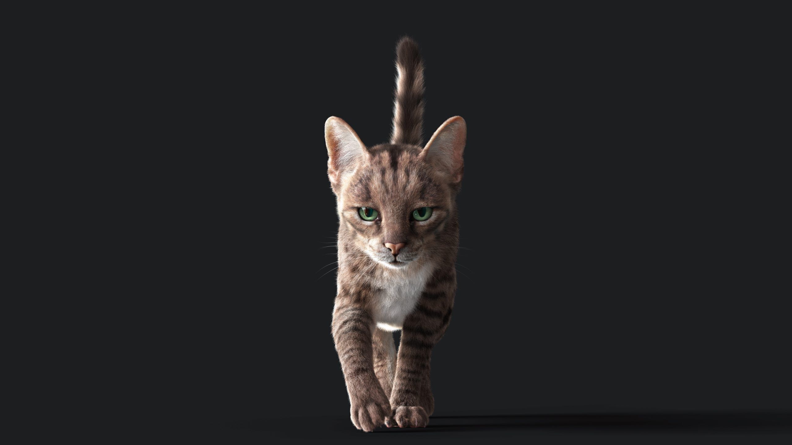 Cat Grey Tabby RIG  YETI version 3D model_2