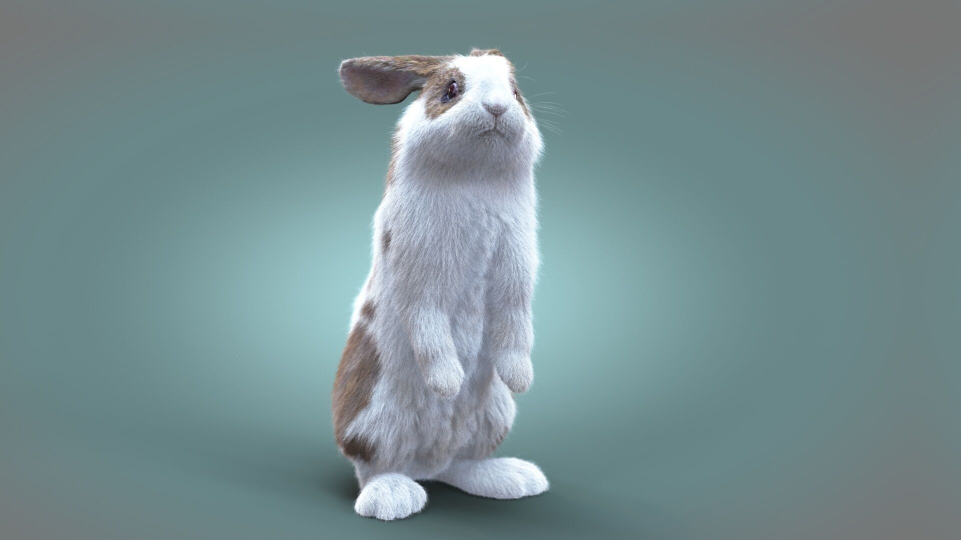 Rabbit Spotted ANIMATED XGEN CORE 3D model_9