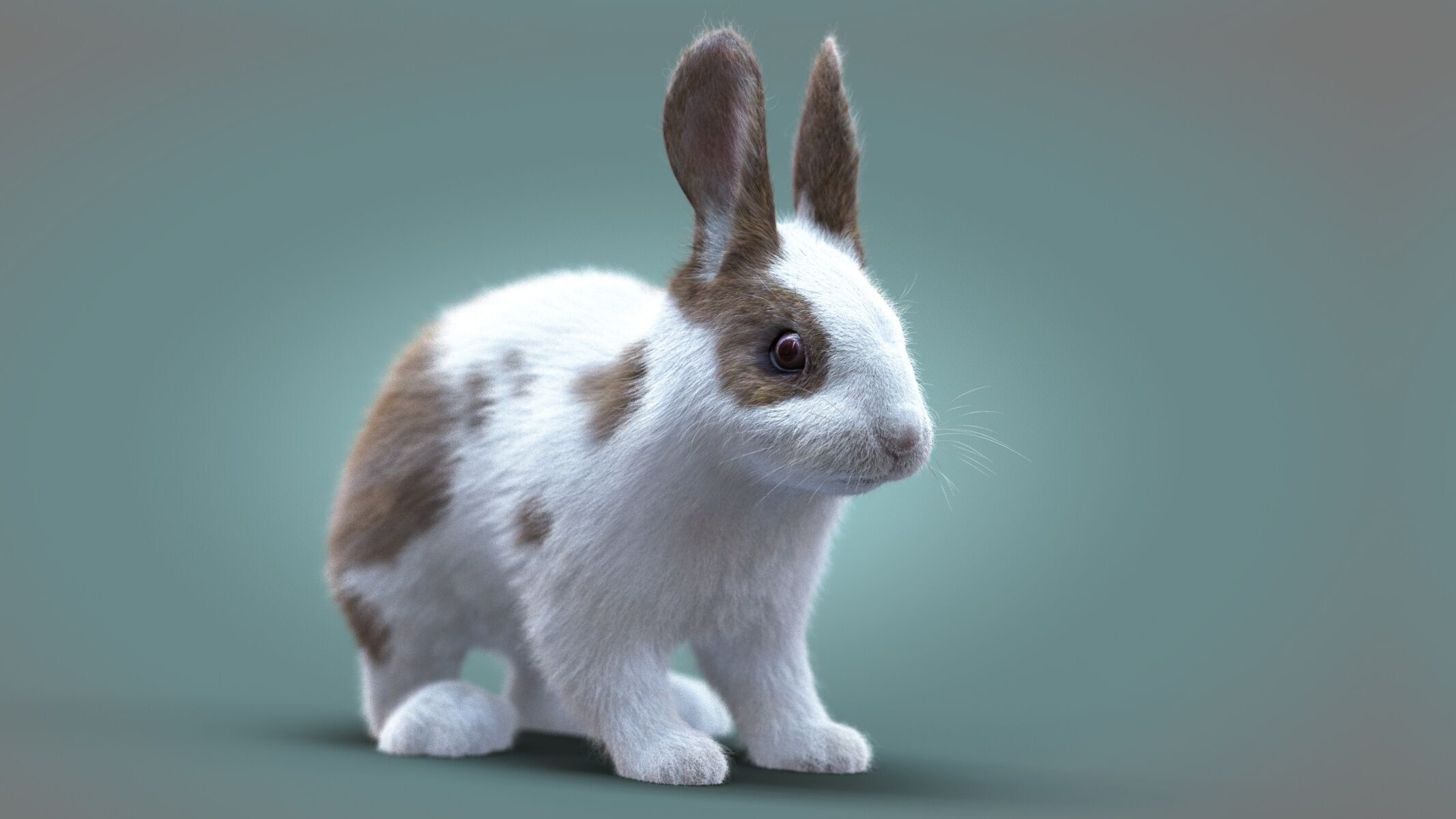 Rabbit Spotted ANIMATED XGEN CORE 3D model_1