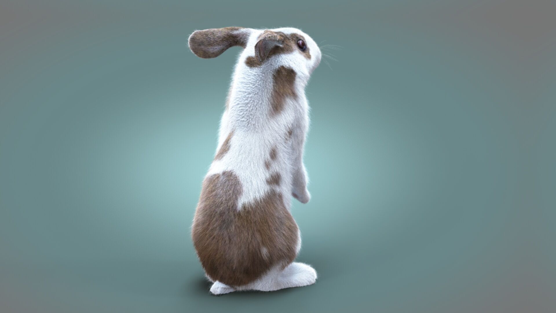 Rabbit Spotted ANIMATED XGEN CORE 3D model_6