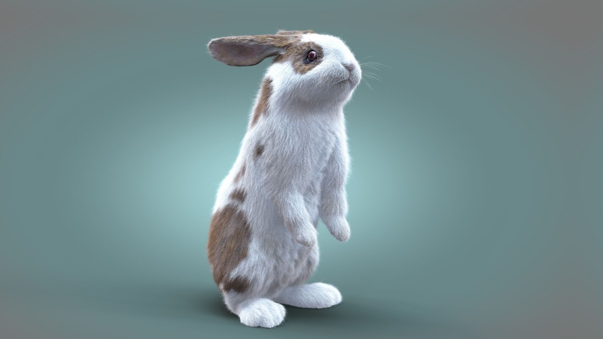 Rabbit Spotted ANIMATED XGEN CORE 3D model_8