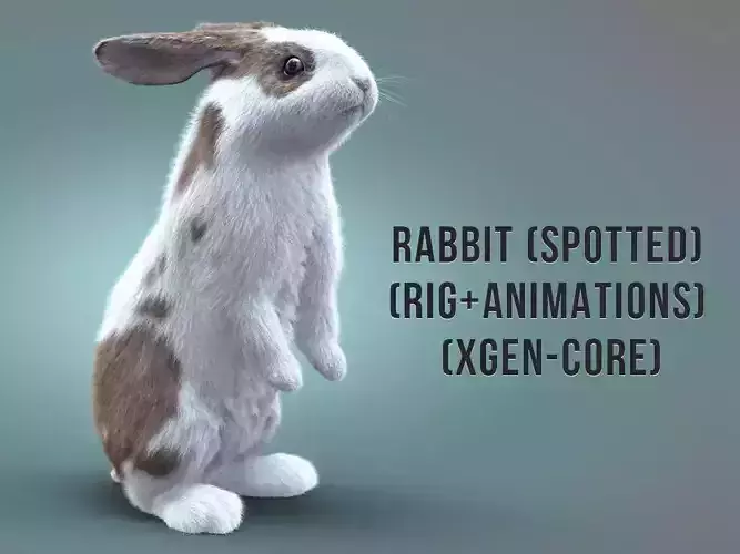 Rabbit Spotted ANIMATED XGEN CORE 3D model