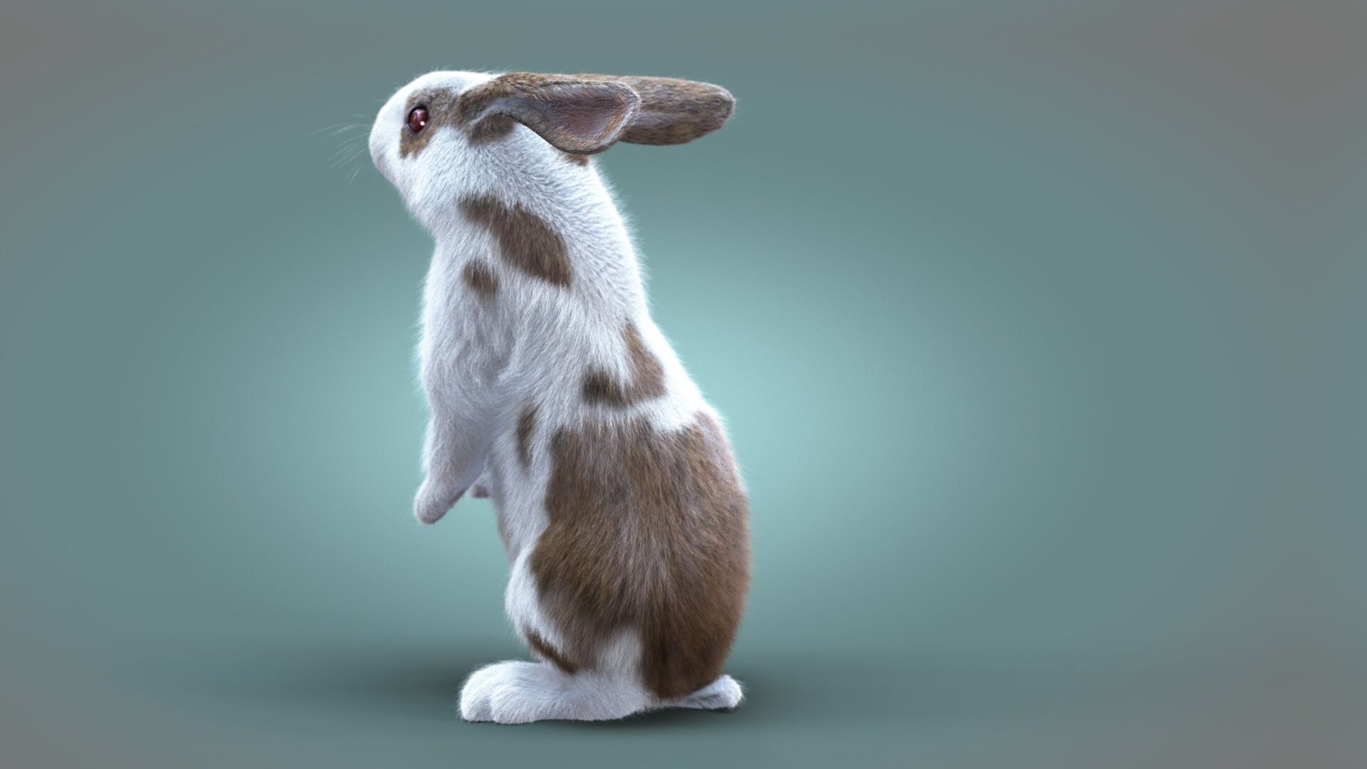 Rabbit Spotted ANIMATED XGEN CORE 3D model_7