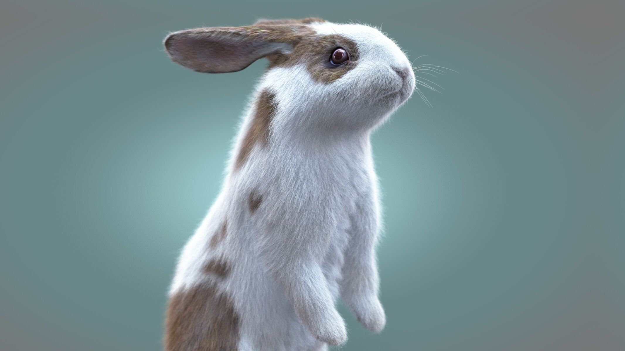 Rabbit Spotted ANIMATED XGEN CORE 3D model_4