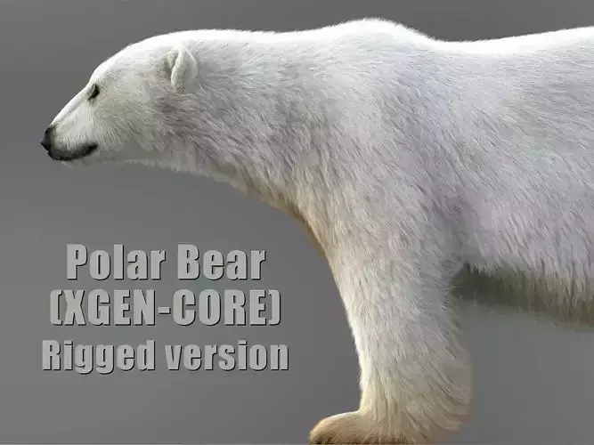 Polar Bear RIG XGEN CORE 3D model
