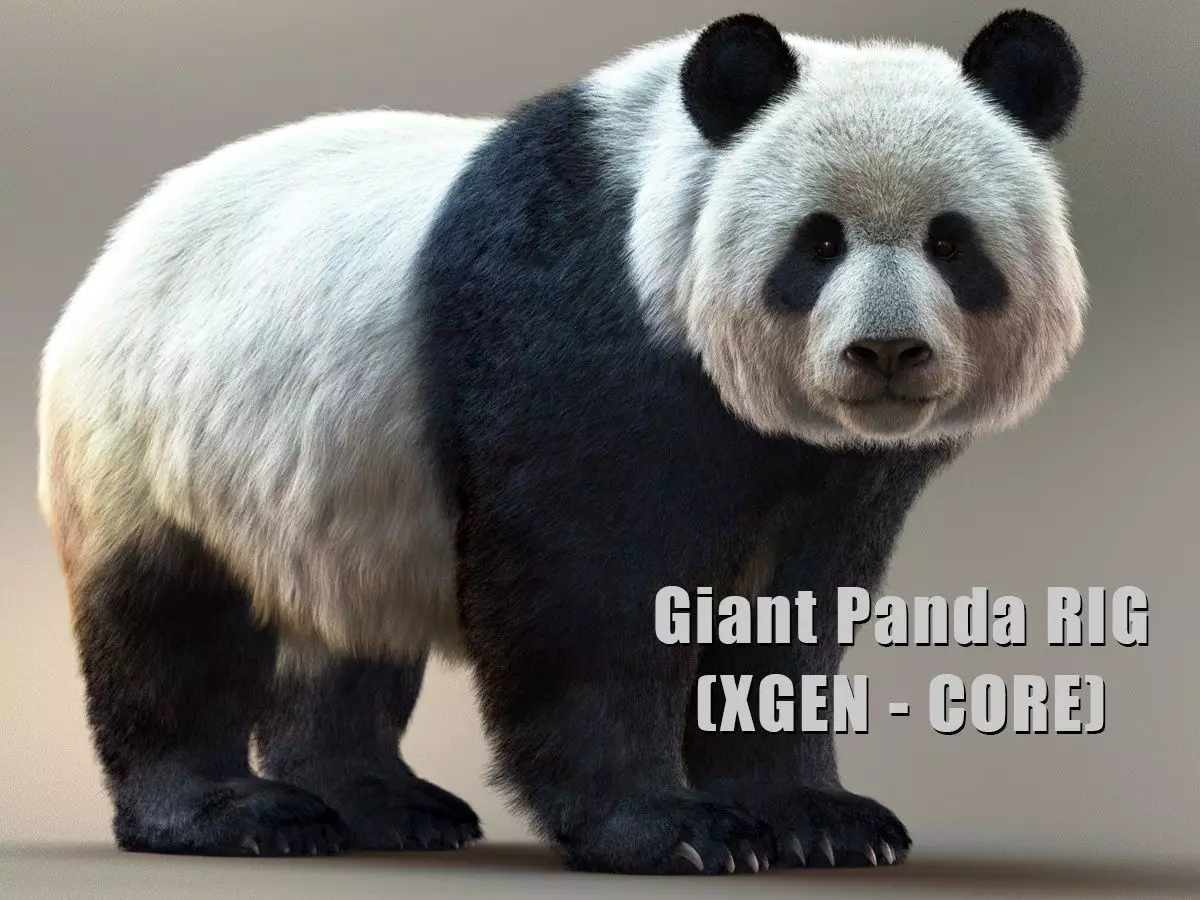 Giant Panda RIG XGEN CORE 3D model