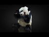 Giant Panda RIG XGEN CORE 3D model_1
