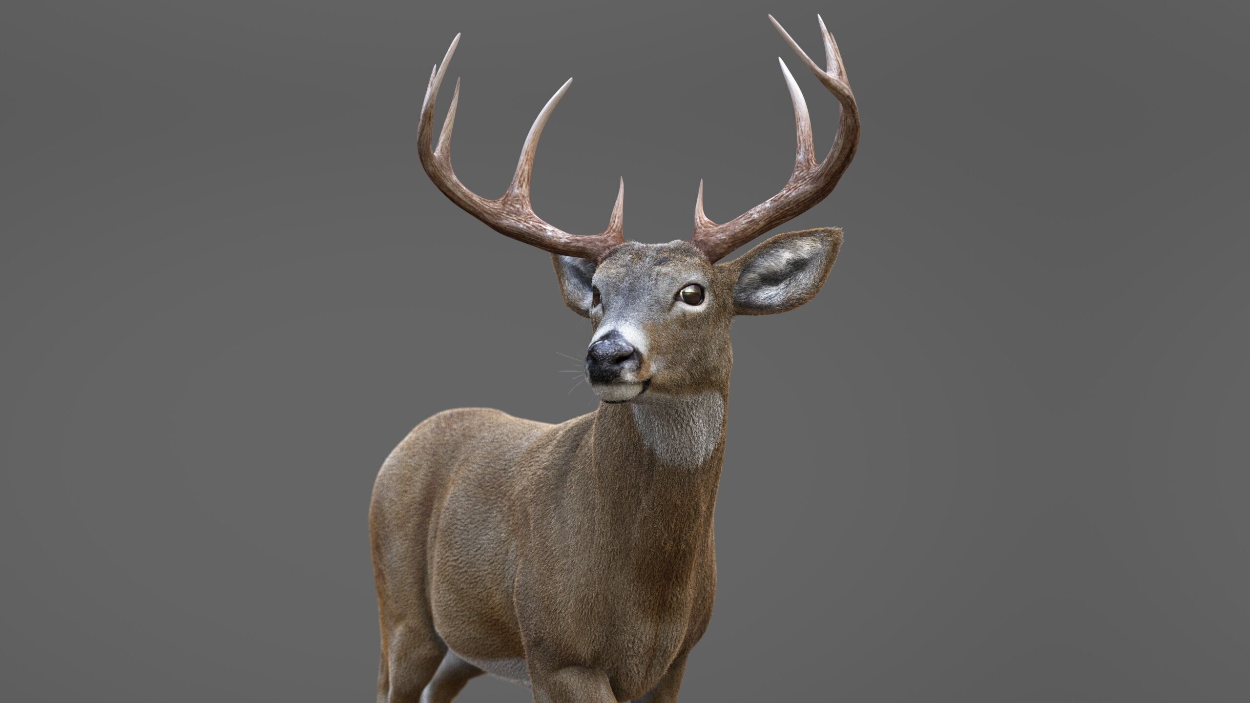 Deer 2 RIG XGEN CORE 3D model_9