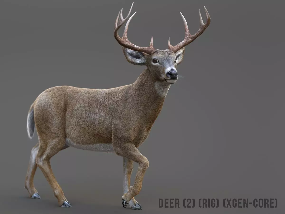 Deer 2 RIG XGEN CORE 3D model_0