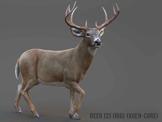 Deer 2 RIG XGEN CORE 3D model