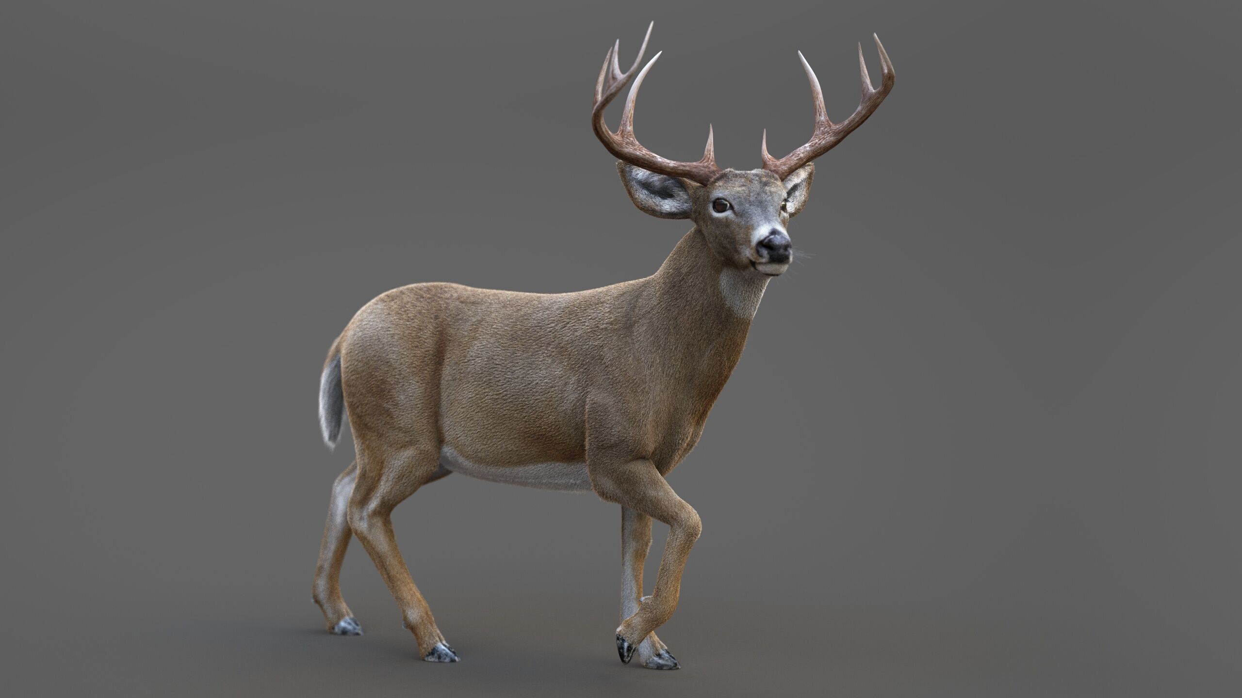 Deer 2 RIG XGEN CORE 3D model_5