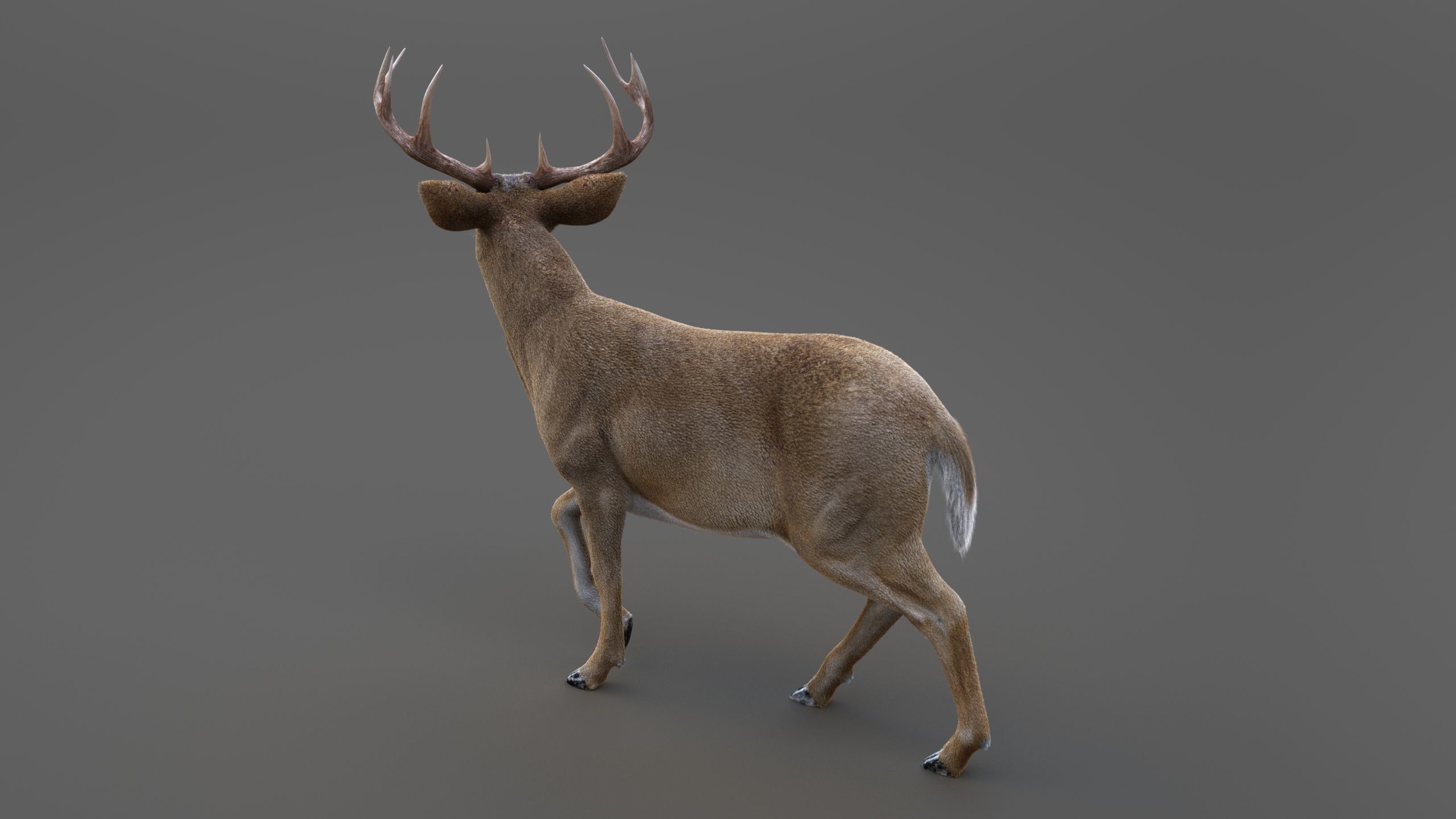 Deer 2 RIG XGEN CORE 3D model_7