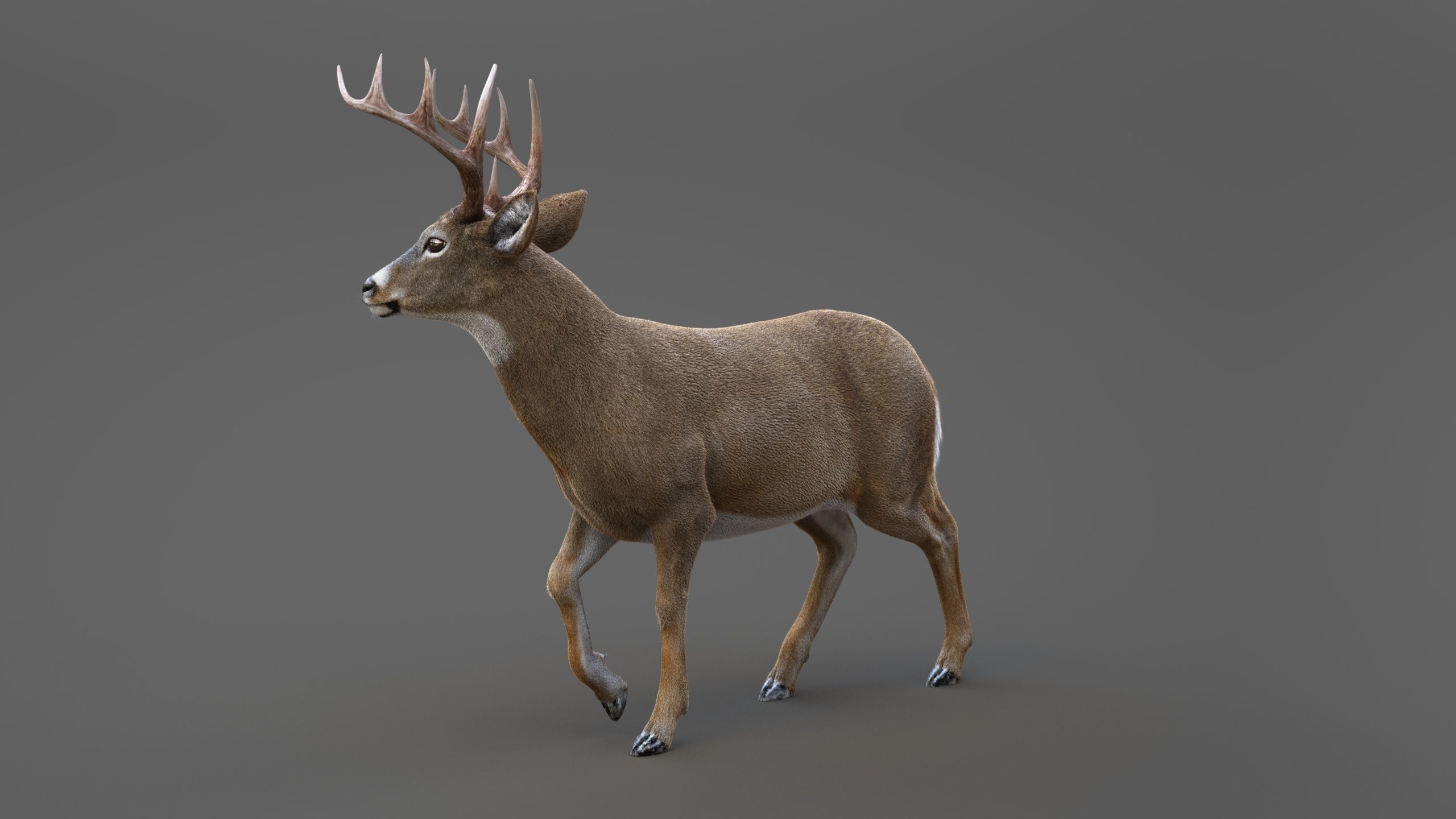 Deer 2 RIG XGEN CORE 3D model_8