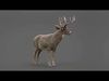 Deer 2 ANIMATED XGEN CORE 3D model_1