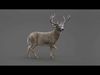 Deer 2 ANIMATED XGEN CORE 3D model_3