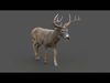 Deer 2 ANIMATED XGEN CORE 3D model_4