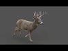 Deer 2 ANIMATED XGEN CORE 3D model_5