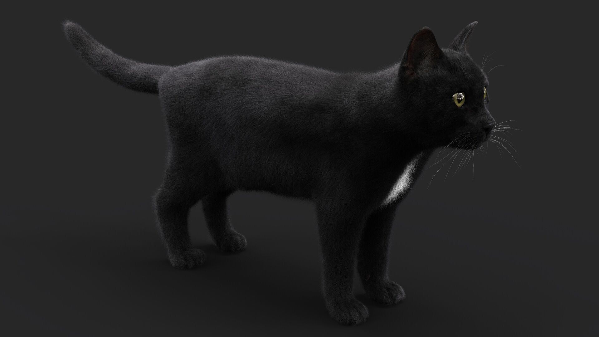 Black Cat RIG Xgen core 3D model_7