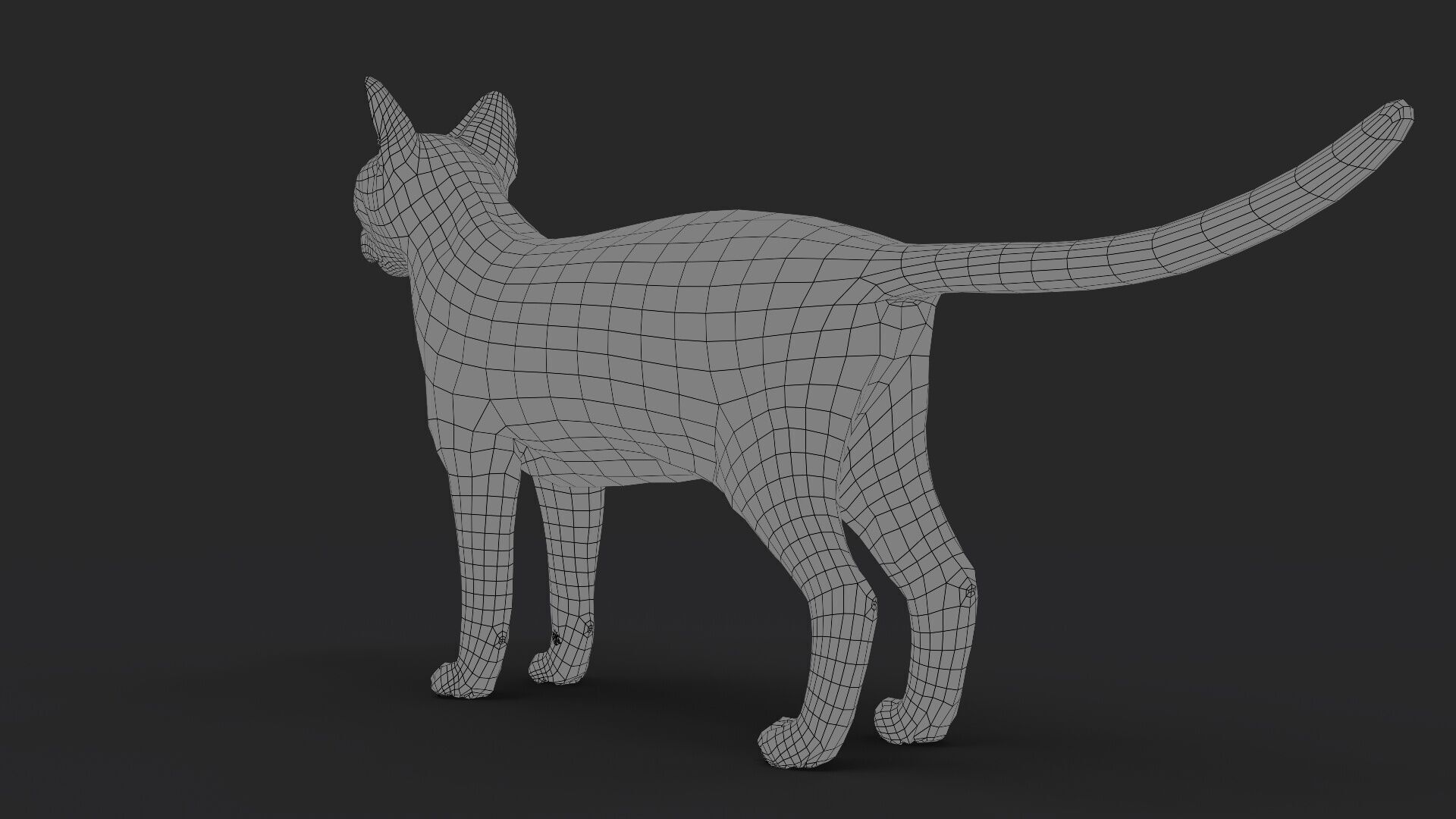 Black Cat RIG Xgen core 3D model_12