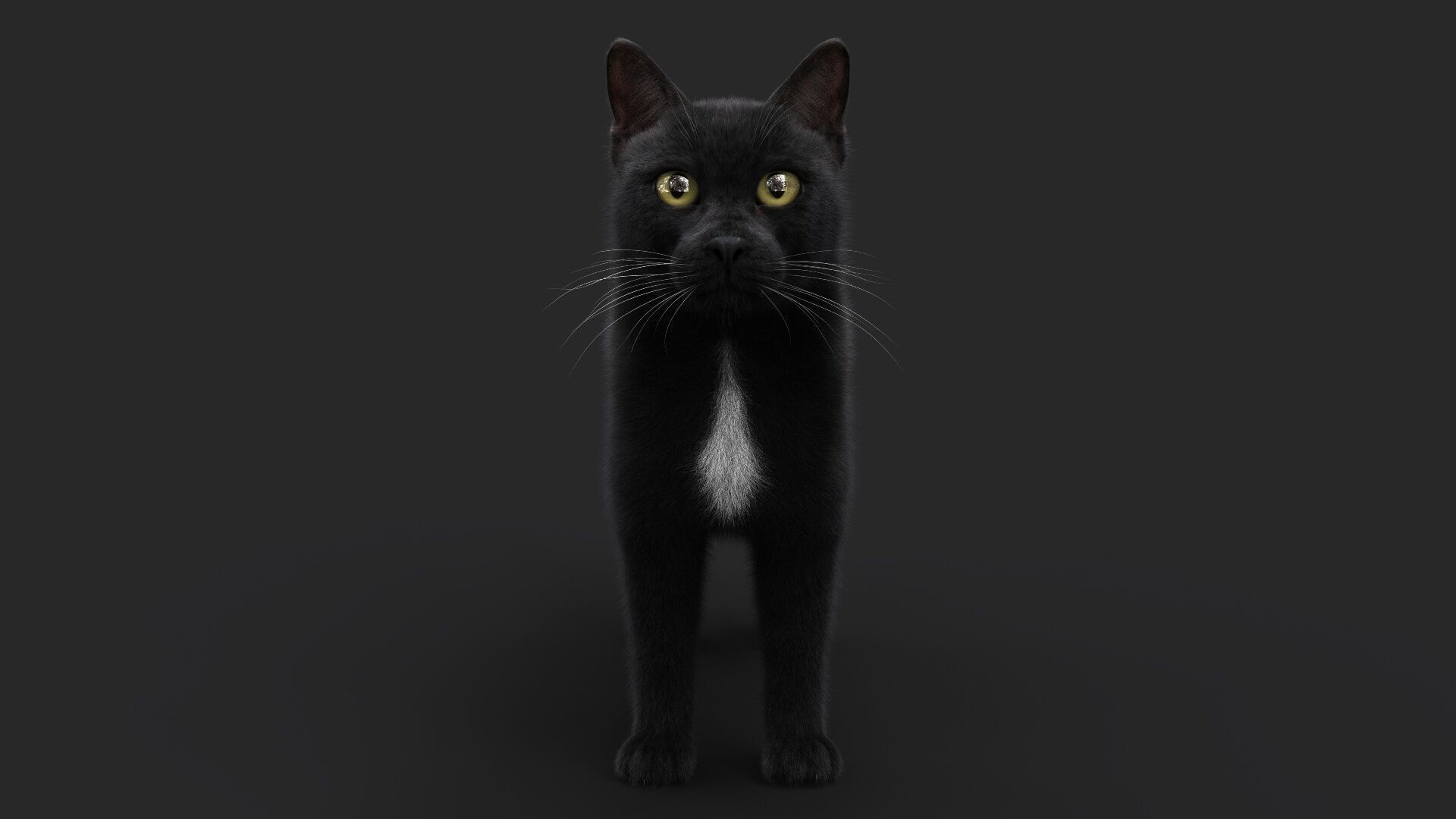 Black Cat RIG Xgen core 3D model_5