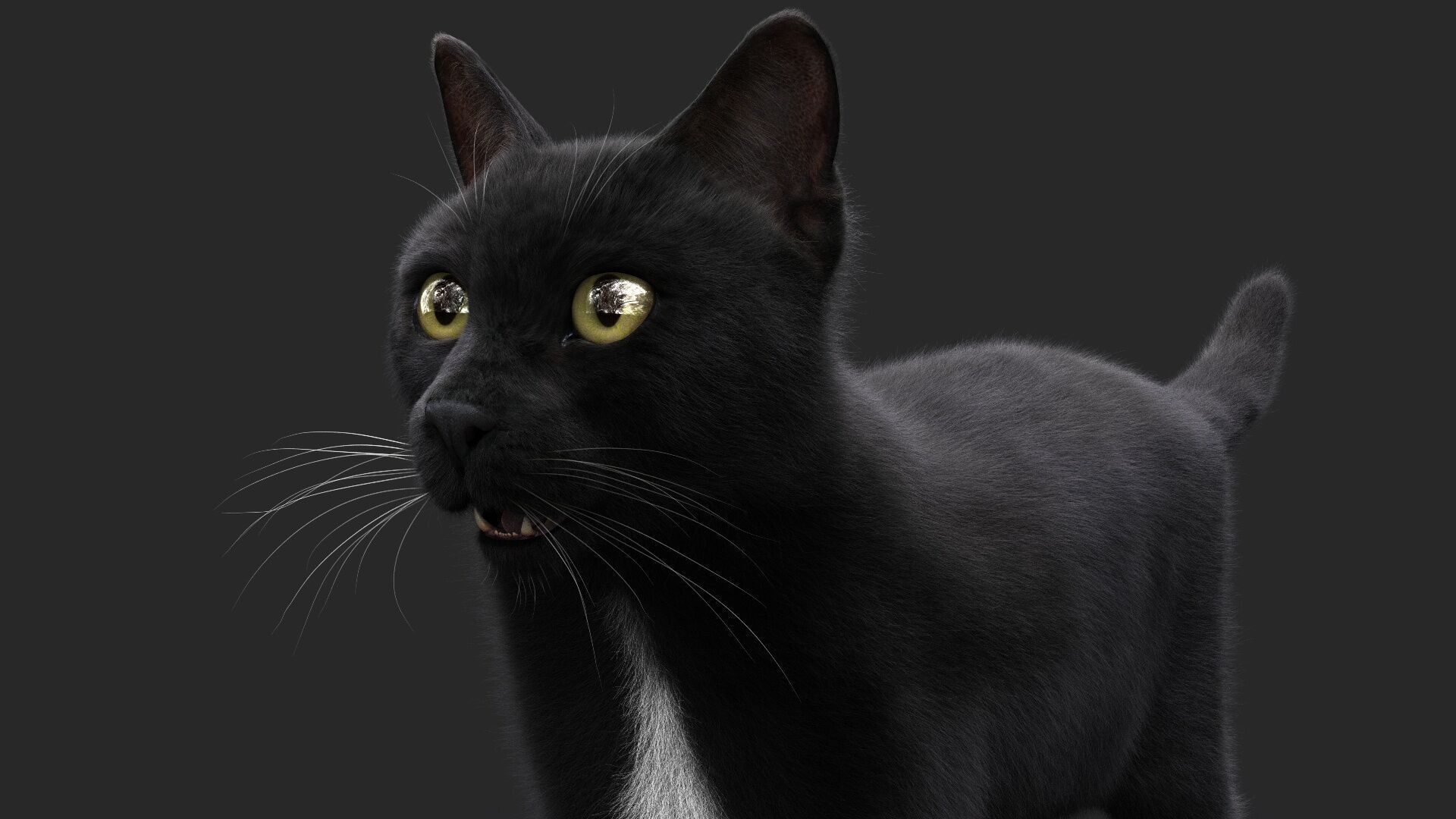 Black Cat RIG Xgen core 3D model_6