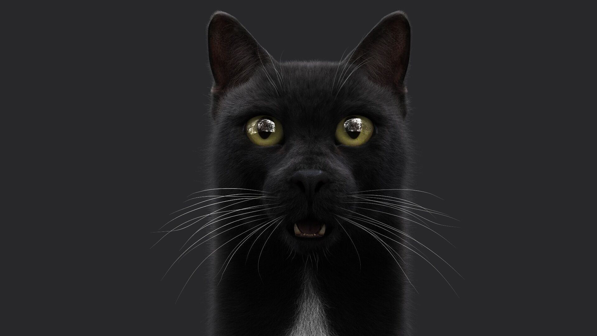 Black Cat RIG Xgen core 3D model_2