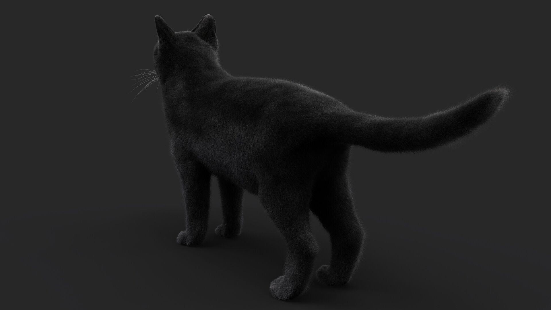 Black Cat RIG Xgen core 3D model_8