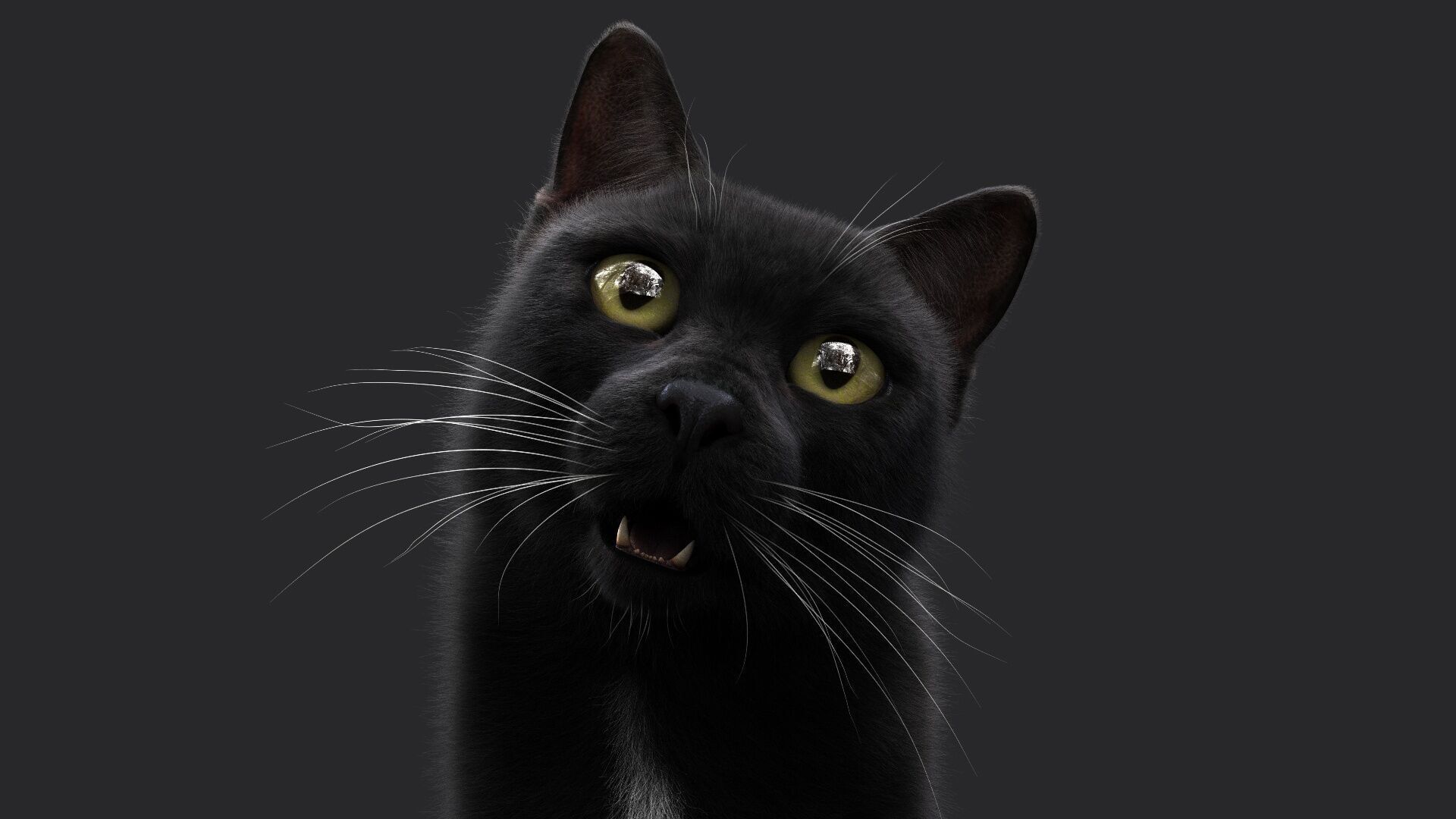 Black Cat RIG Xgen core 3D model_4