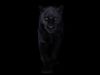 Black Panther ANIMATED Xgen core 3D model_2