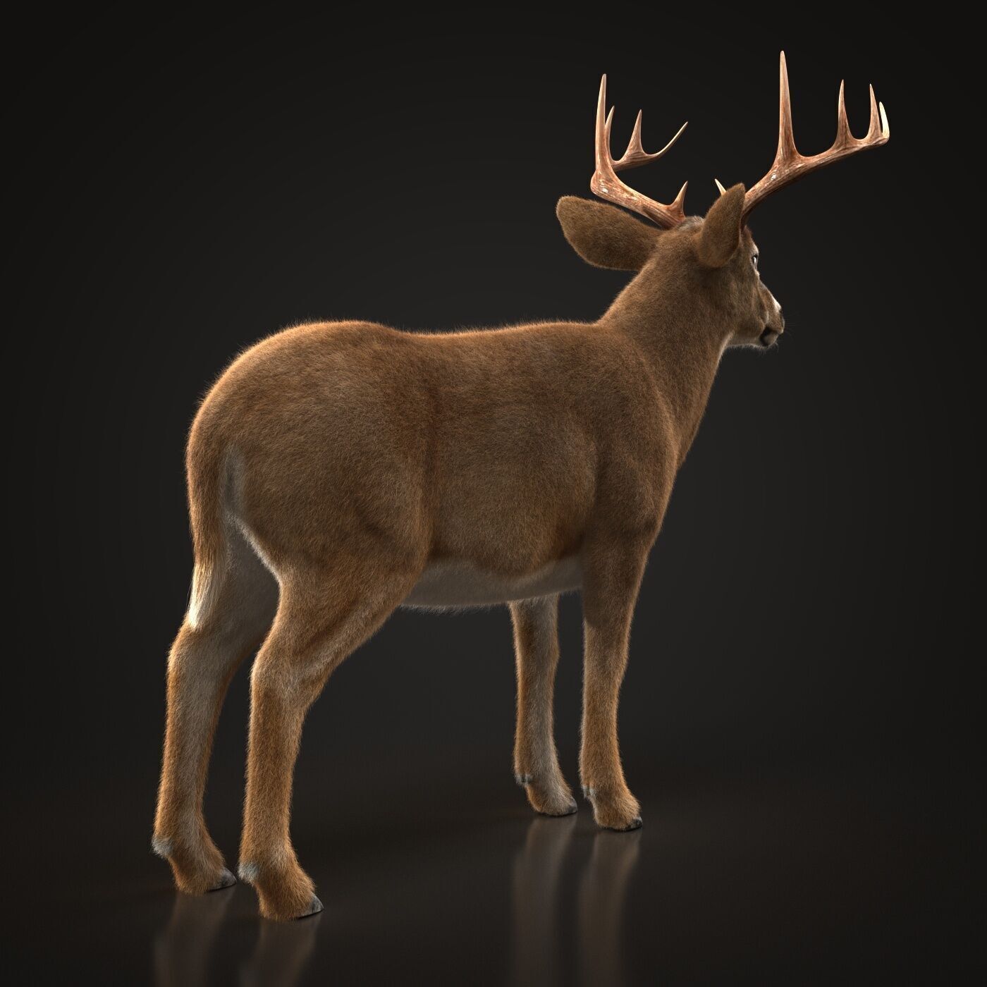 Deer ANIMATED XGEN CORE 3D model_7