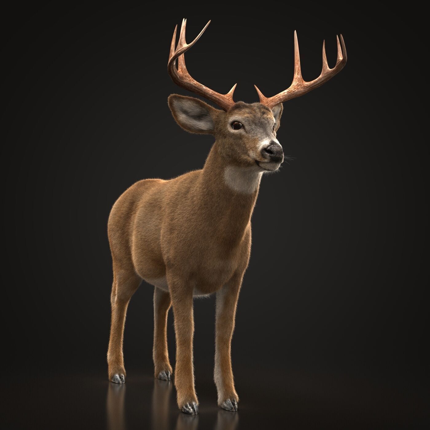 Deer ANIMATED XGEN CORE 3D model_9