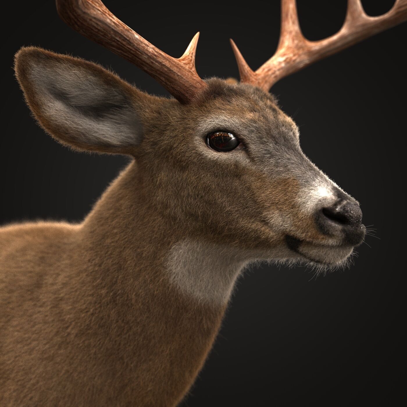 Deer ANIMATED XGEN CORE 3D model_5