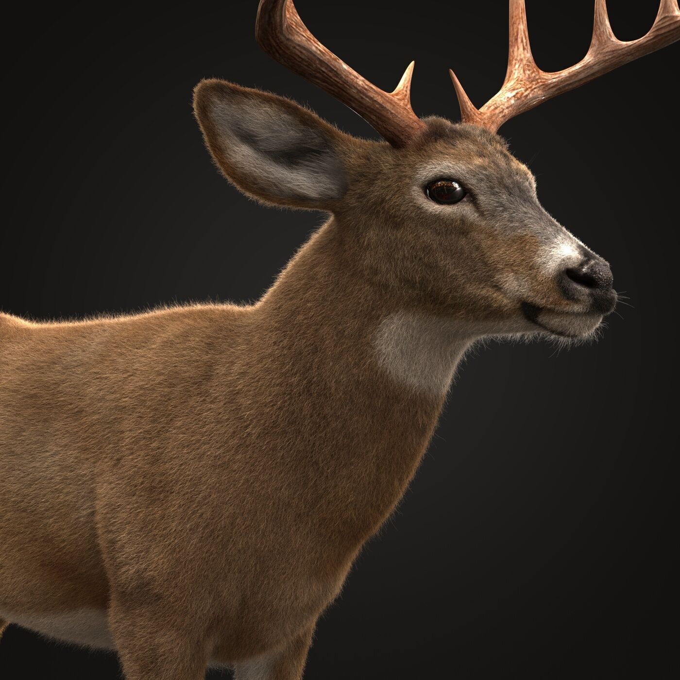 Deer ANIMATED XGEN CORE 3D model_4