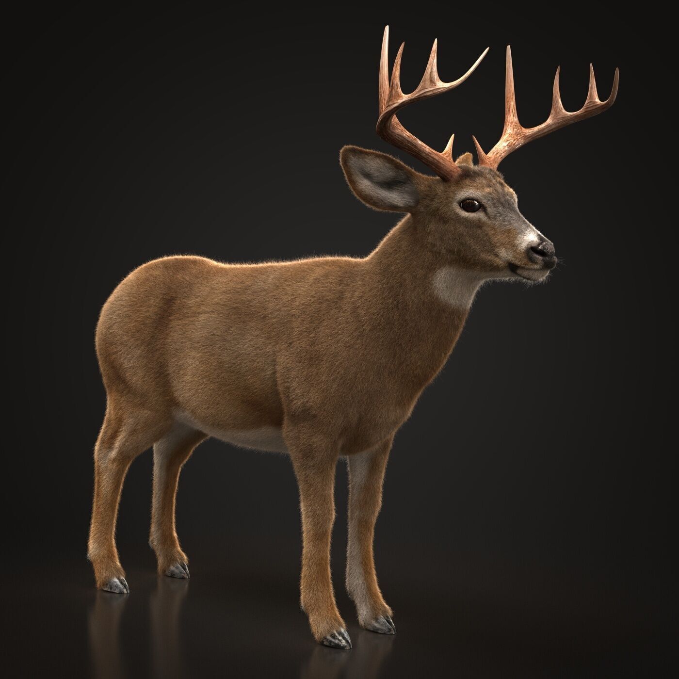 Deer ANIMATED XGEN CORE 3D model_6