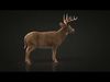 Deer ANIMATED XGEN CORE 3D model_1