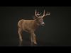 Deer ANIMATED XGEN CORE 3D model_3